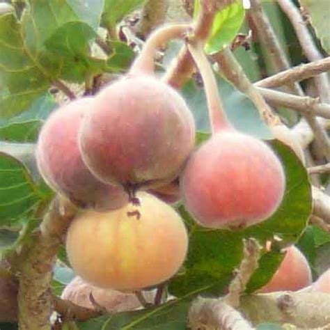 sycamore tree fruit edible.